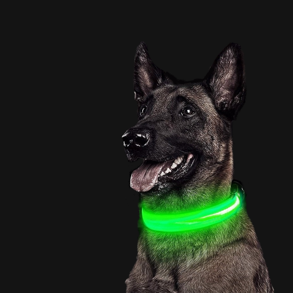 LED Dog Collar